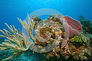 Coral Reef - Cozumel photo