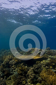 Coral reef crest under the surface