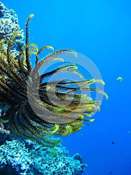 Coral reef crinoid