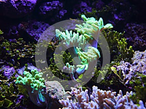 Reef detail soft coral