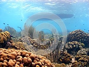 Coral reef and dive boat