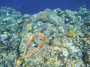 Coral reef diversity and boat anchor tackle. Coral reef underwater photo. Tropical sea shore snorkeling or diving.