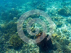 Coral reef diversity top view. Tropical seashore underwater photo. Extinct coral reef. Sea bottom perspective landscape