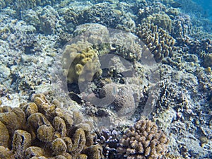 Coral reef diversity and tropical fishes. Coral reef underwater photo. Tropical sea shore snorkeling or diving.