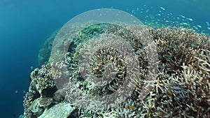 Coral Reef Drop Off in Raja Ampat