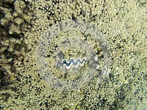 Coral Reef Ecosystem In Cloudy Water, Captured By Underwater Snorkeler