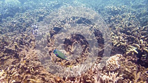 Coral Reef Ecosystem In Cloudy Water, Captured By Underwater Snorkeler