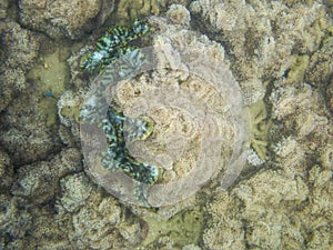 Coral Reef Ecosystem In Cloudy Water, Captured By Underwater Snorkeler