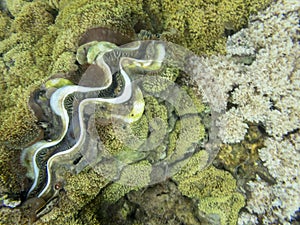 Coral Reef Ecosystem In Cloudy Water, Captured By Underwater Snorkeler