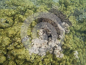 Coral Reef Ecosystem In Cloudy Water, Captured By Underwater Snorkeler