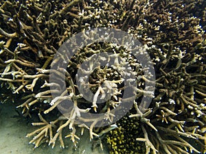 Coral Reef Ecosystem In Cloudy Water, Captured By Underwater Snorkeler