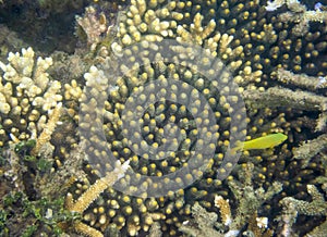 Coral Reef Ecosystem In Cloudy Water, Captured By Underwater Snorkeler