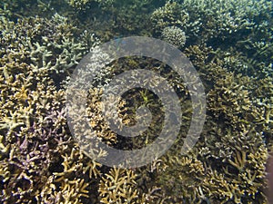 Coral Reef Ecosystem In Cloudy Water, Captured By Underwater Snorkeler