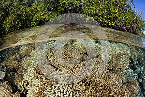 Coral Reef at Edge of Mangrove Forest in Raja Ampat