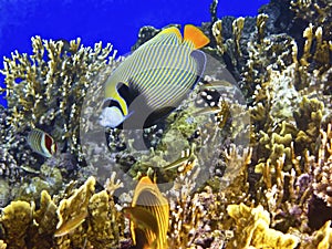Coral reef and emperor angelfish