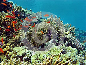 Coral reef with exotic fishes Anthias