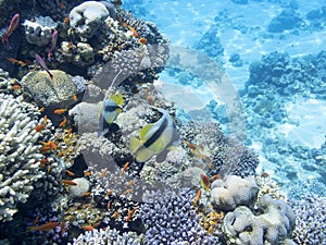 Coral reef with exotic fishes Anthias and Schooling bannerfish, underwater