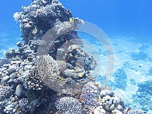 Coral reef with exotic fishes Anthias and Schooling bannerfish ,underwater