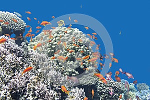 Coral reef with exotic fishes Anthias in tropical sea, underwate photo