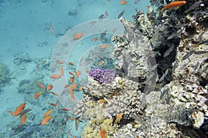 Coral reef with exotic fishes anthias in tropical sea, underwater