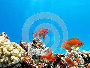 Coral reef with exotic fishes anthias - underwater