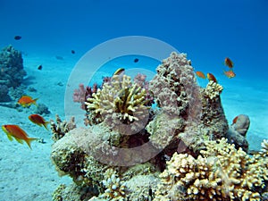 Coral reef with exotic fishes on the bottom of red sea