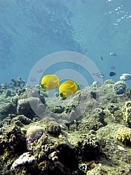 Coral reef with exotic fishes butterflyfishes in tropical sea photo