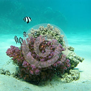Coral reef with exotic fishes dascyllus in tropical sea, underwater