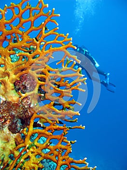 Coral reef with fire coral