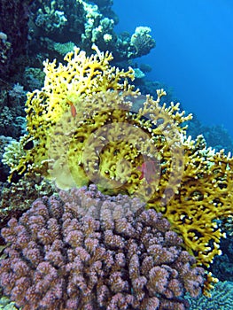Coral reef with fire and corals on the bottom of red sea