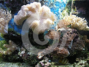 Coral Reef and Fish