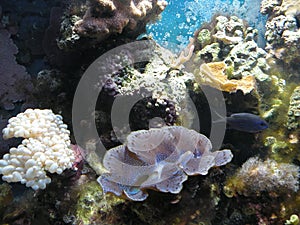 Coral Reef and Fish