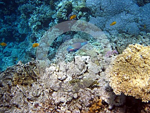 Coral reef and fish photo