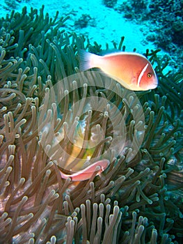 Coral reef fish