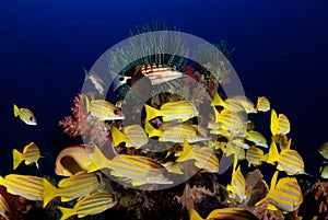 Coral reef fish