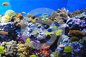 Coral reef and fish photo