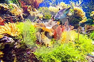 Coral reef with fish