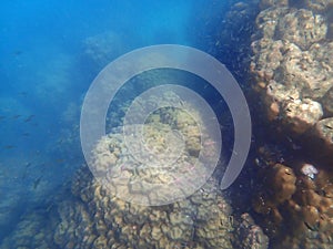 coral reef with fish at koh samet