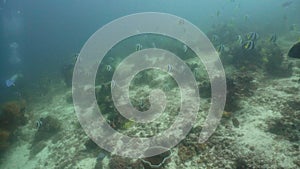 Coral reef with fish underwater. Camiguin, Philippines