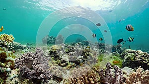 Coral reef with fish underwater. Camiguin, Philippines