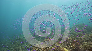 Coral reef with fish underwater. Camiguin, Philippines