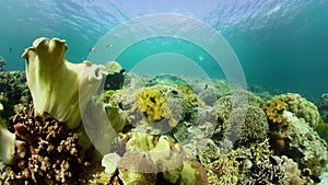 Coral reef with fish underwater. Camiguin, Philippines