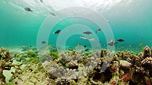 Coral reef with fish underwater. Camiguin, Philippines