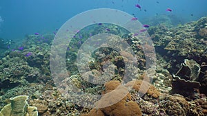 Coral reef with fish underwater. Camiguin, Philippines