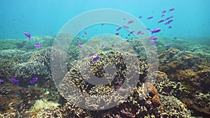 Coral reef with fish underwater. Camiguin, Philippines