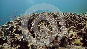 Coral reef with fish underwater. Camiguin, Philippines