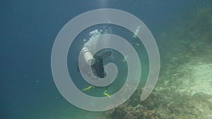 Coral reef with fish underwater. Camiguin, Philippines