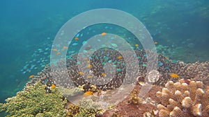 Coral reef with fish underwater. Camiguin, Philippines