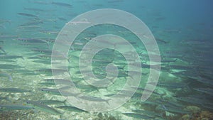 Coral reef with fish underwater. Camiguin, Philippines