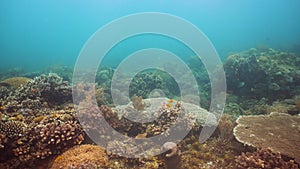 Coral reef with fish underwater. Camiguin, Philippines